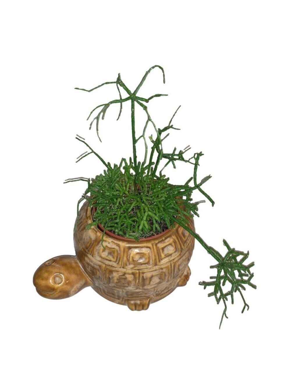 McCoy Turtle Planter Brown USA